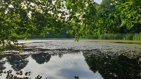 Użytek ekologiczny Okrzeszyniec