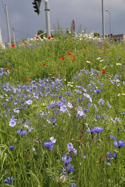 Kwitnąca łąka kwietna wzdłuż drogi