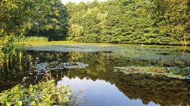 Użytek ekologiczny Okrzeszyniec