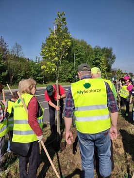 Kilka osób w odblaskowych kamizelkach sadzi drzewa