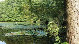 Użytek ekologiczny Okrzeszyniec