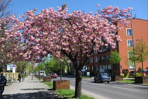 Wiosna w mieście - kwitnące kwiaty, zieleń drzew