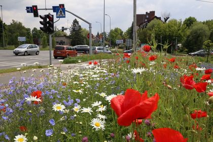 Kwitnąca łąka kwietna wzdłuż drogi