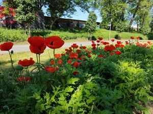 Maki kwitnące przy teżni