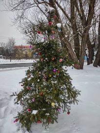Ustrojona, zielona choinka w przestrzeni miejskiej 