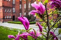 Kwitnące magnolie na tle starego ceglanego budynku