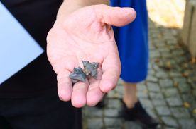 Spacer z przewodnikiem bulwarami nad Nacyną