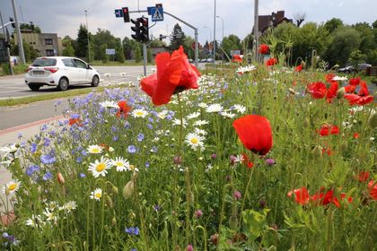 Kwitnąca łąka kwietna wzdłuż drogi