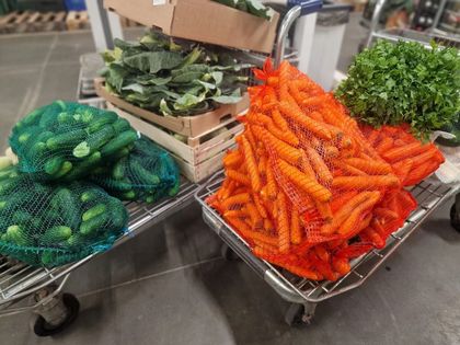 Zdjęcie przedstawia nutrie.