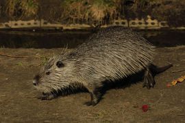 Nutria