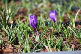 Rozkwitające na trawie fioletowe krokusy