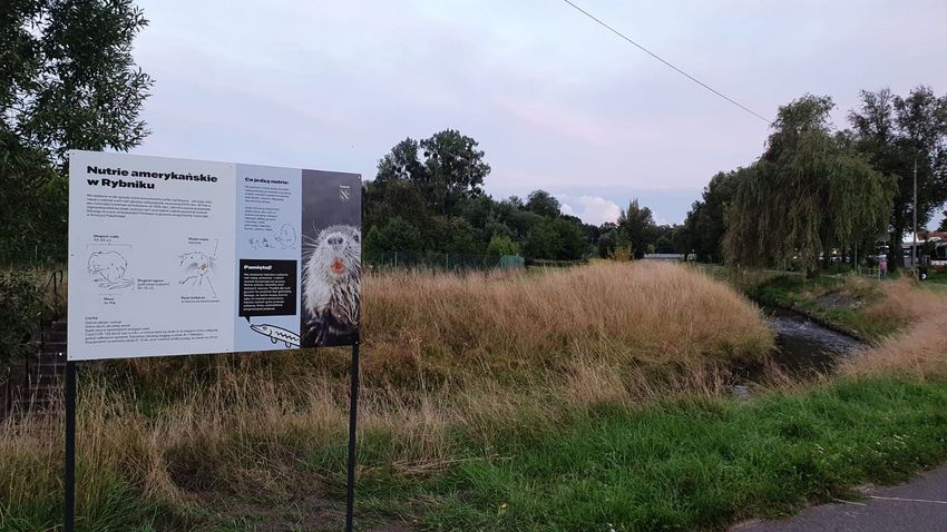 Ustawiona na tle rzeki tablica informacyjna z obrazkiem nutrii