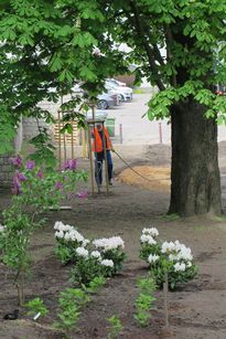 Prace przy tworzeniu nowego skweru miejskiego - nasadzenia, podlewanie