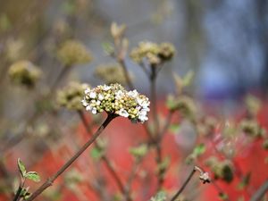 Kolorowe wiosenne kwiaty w przestrzeni miejskiej