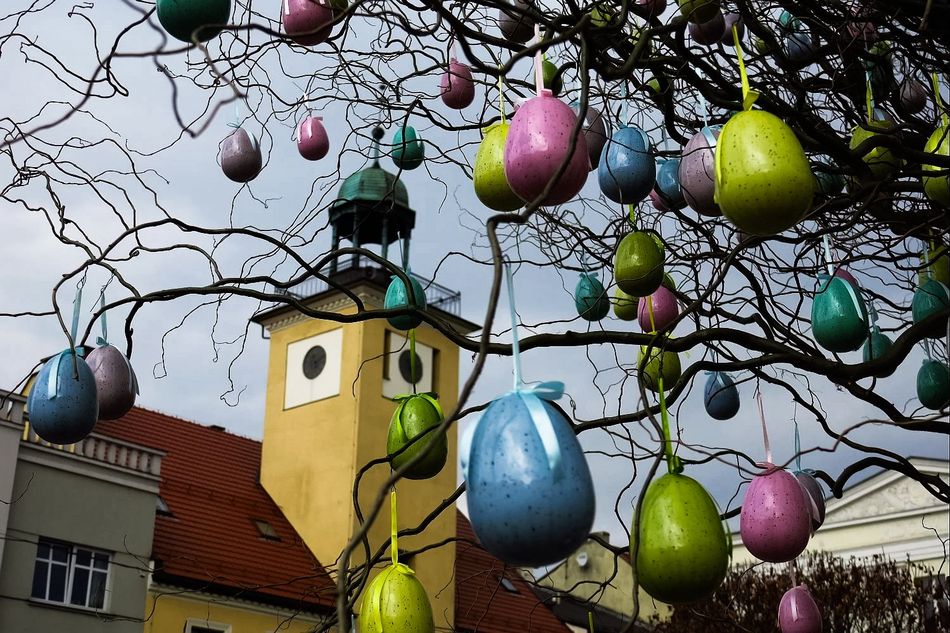 Zawieszone na drzewie wielkanocne dekoracje na tle wieży rybnickiego ratusza