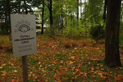 Jesienny park, liście na ziemi, tablica z rysunkiem jeża informująca o niezbieraniu liści, wokół drzewa.