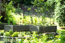 Warzywa rosnące w przyszkolnych ogródkach