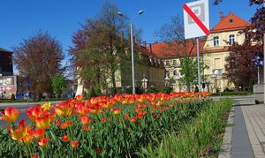 Wiosna w mieście - kwitnące kwiaty, zieleń drzew