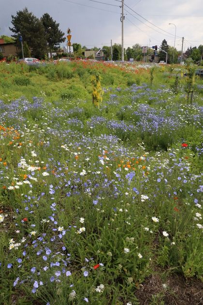 Kwitnąca łąka kwietna wzdłuż drogi