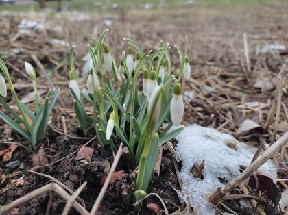 Przebiśniegi w parku śródmiejskim
