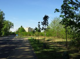 Nowo posadzone wzdłuż ulicy młode drzewka w workach nawadniających. 