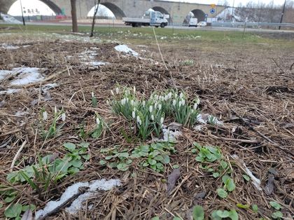 Przebiśniegi w parku śródmiejskim