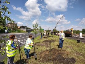 Kilka osób w odblaskowych kamizelkach sadzi drzewa