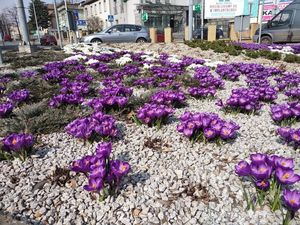 Kolorowe wiosenne kwiaty w przestrzeni miejskiej