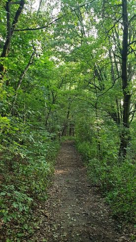 Użytek ekologiczny Okrzeszyniec