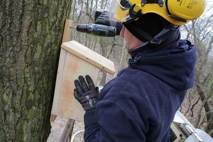 Montaż budek lęgowych dla ptaków wykonanych przez uczniów rybnickich szkół