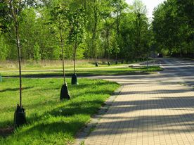 Nowo posadzone wzdłuż ulicy młode drzewka w workach nawadniających.