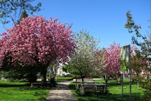 Wiosna w mieście - kwitnące kwiaty, zieleń drzew