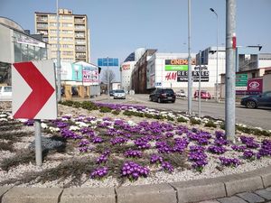 Kolorowe wiosenne kwiaty w przestrzeni miejskiej