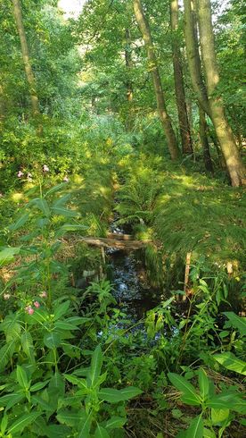 Użytek ekologiczny Okrzeszyniec