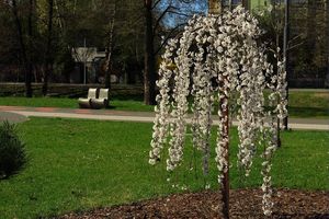 Kwitnący na biało krzew, w tle alejka parkowa i dwie ławki