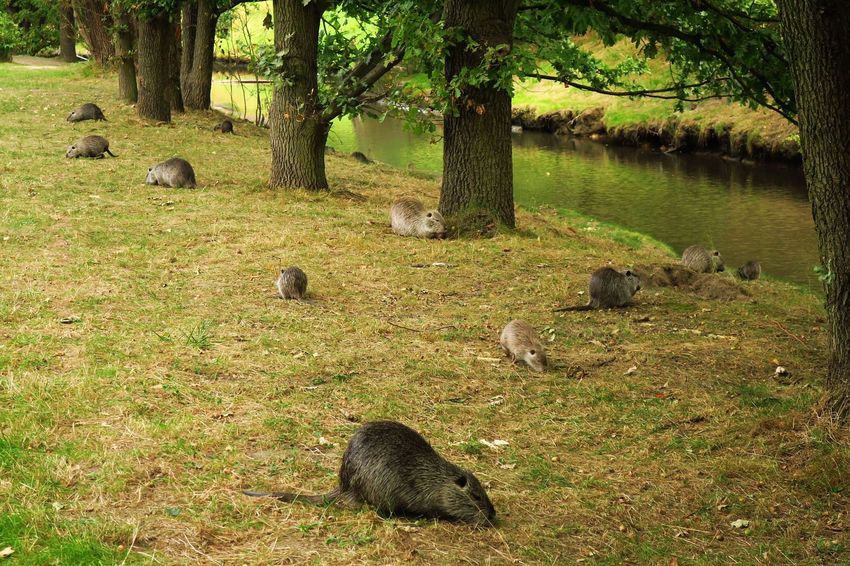 Nutrie nad brzegiem rzeki