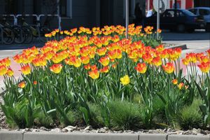 Wiosna w mieście - kwitnące kwiaty, zieleń drzew