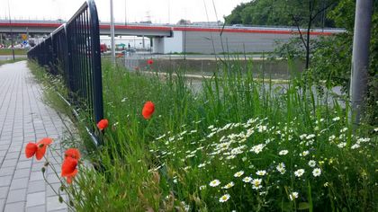 Kwitnąca łąka kwietna wzdłuż drogi. Na dalszym planie wiadukt