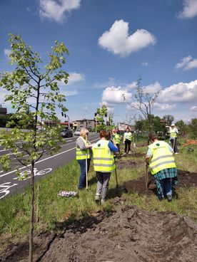  Kilka osób w odblaskowych kamizelkach sadzi młode drzewka