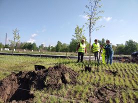 Kilka osób w odblaskowych kamizelkach sadzi drzewa