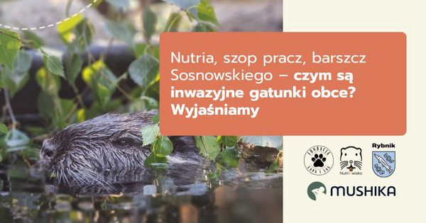 Grafika Nutriowiska - zdjęcie nutrii i podpis: Nutria, szop pracz, barszcz Sosnowskiego... Czym są inwazyjne gatunki obce? 