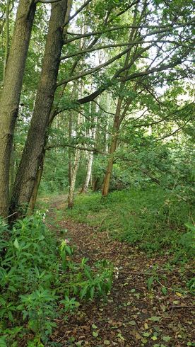 Użytek ekologiczny Okrzeszyniec