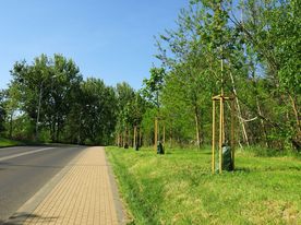 Nowo posadzone wzdłuż ulicy młode drzewka w workach nawadniających.