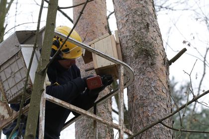 Montaż budki lęgowej dla ptaków wykonanej przez uczniów rybnickich szkół