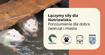 Zdjęcie przedstawia nutrie.