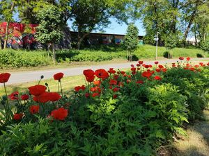 Maki kwitnące na tężni