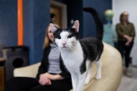 Koci dom tymczasowy w dzielnicy Boguszowice Osiedle