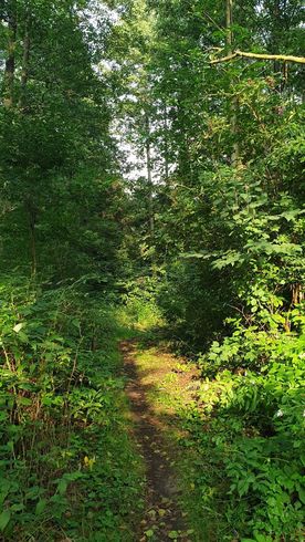 Użytek ekologiczny Okrzeszyniec