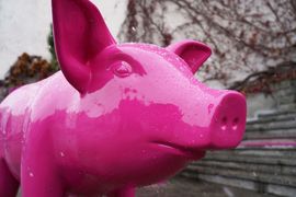 Różowa świnka, która co roku użycza swojego ryjka kabaretom próbującym dostać się do koryt czyli głównych nagród Rybnickiej Jesieni Kabaretowej.
