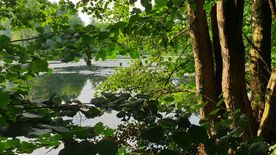 Użytek ekologiczny Okrzeszyniec